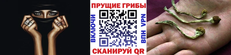 Галлюциногенные грибы Psilocybe продажа наркотиков Называевск